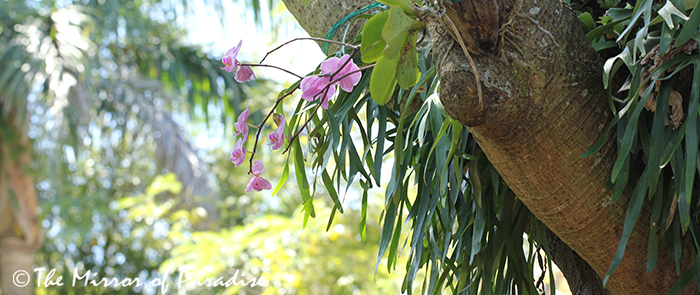 Florida garden and landscape design